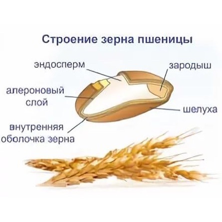 Строение зерна